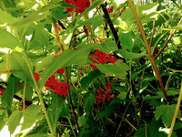 природа планеты природа планеты