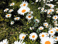 природа планеты природа планеты