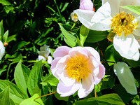 природа планеты природа планеты