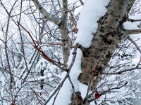 природа природа