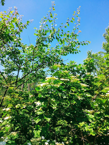 природа планеты