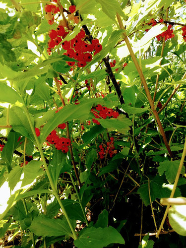 природа планеты