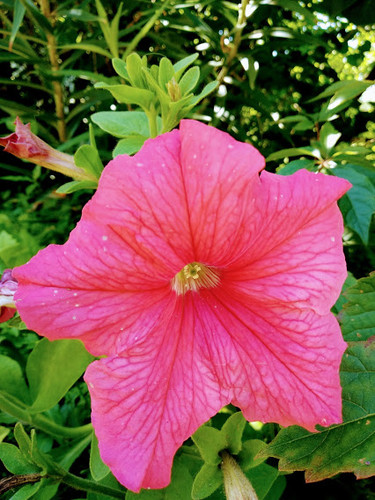 природа планеты