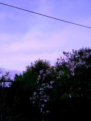 сиреневый вечер